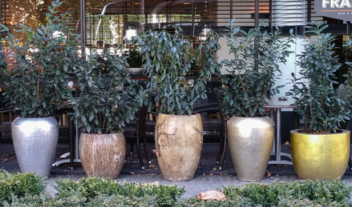 Potted plants in yard