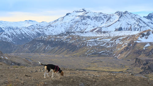 Beagle dog standing on snowy mountain during cold winter aftenoon