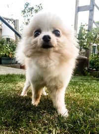 Close-up of dog standing on field