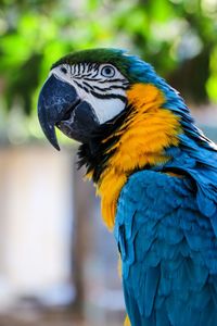 Close-up of a parrot