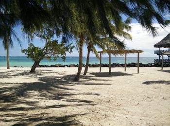 Palm trees on beach