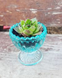 High angle view of succulent plant on table