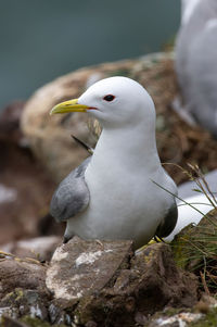 Close-up of bird perching on rock