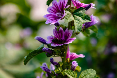 Close-up of flowers blooming outdoors