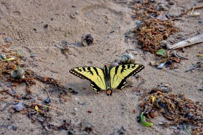 High angle view of butterfly on sand