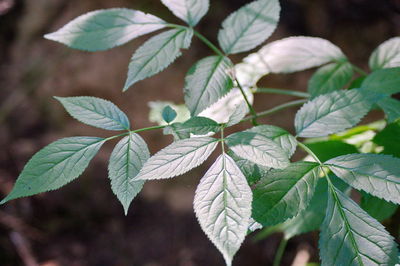 Close-up of leaves