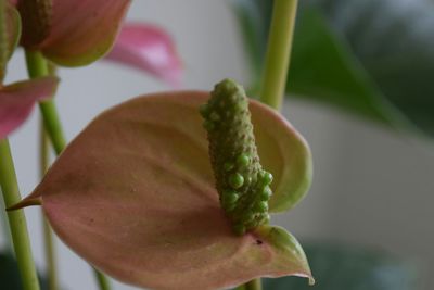 Close-up of flowers