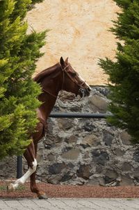 Horse standing in ranch