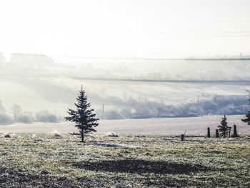 Trees on field against sky during winter