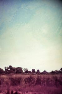 Trees on field against sky