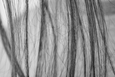 Close-up of wheat