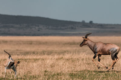 Horse in a field