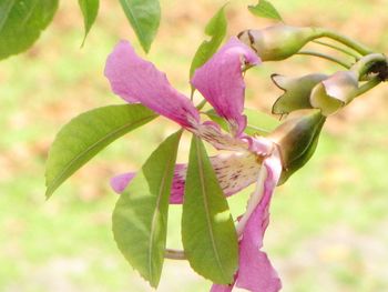 Close-up of pink flowers