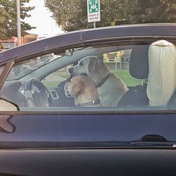 Close-up of dog sitting on car window