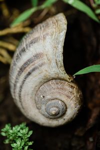 Close-up of snail on plant