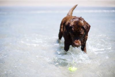 Dog playing with ball in sea