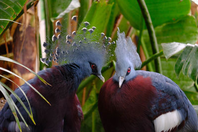 Close-up of birds