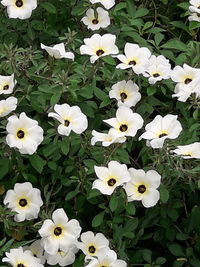 Close-up of white flowering plants