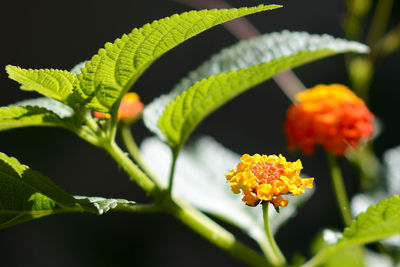 Close-up of flowers