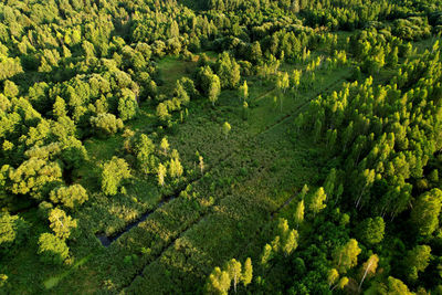 High angle view of crops growing on field