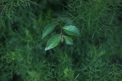 High angle view of plant growing on field