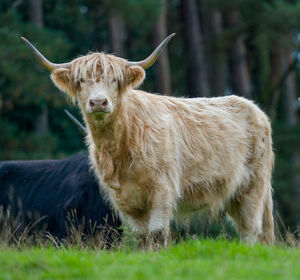 Cow standing in a field