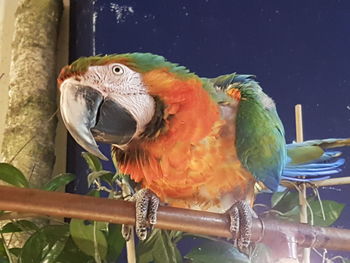 Close-up of parrot perching