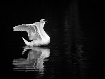 Young mute swan, cygnus olor, swimming in a lake 