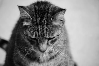 Close-up of a cat with eyes closed