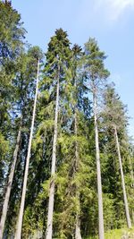 Low angle view of trees against sky