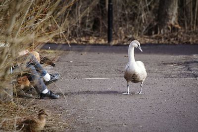 Swan perching on road