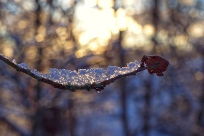 Close-up of frozen plant