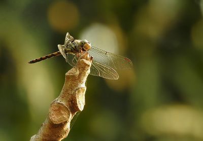 Close-up of damselfly on leaf