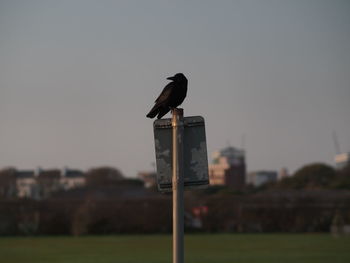 Bird perching on a pole against clear sky