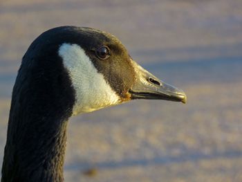 Close-up of a bird