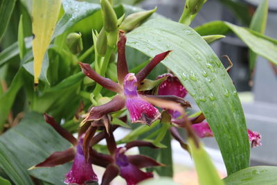 Close-up of pink flowering plant