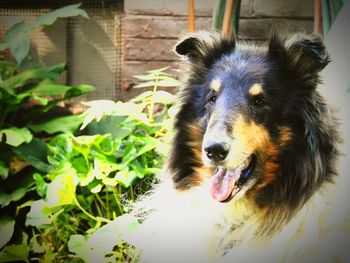 Close-up portrait of dog