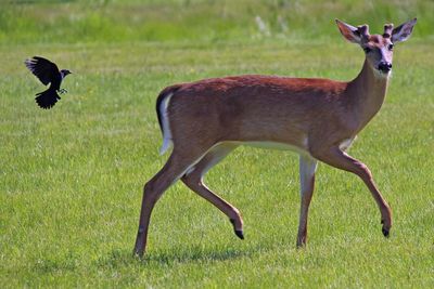 Side view of deer on field
