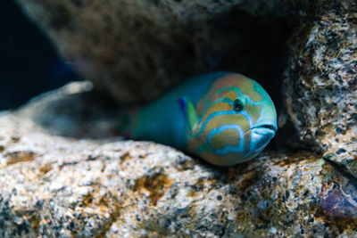 Close-up of fish on rock in aquarium