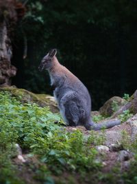 Side portrait of a kangaroo outdoors in nature