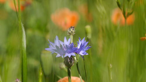 Close-up of tender cornflower in front of poppy field
