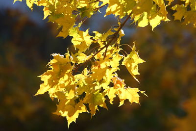 Close-up of yellow flowering plant