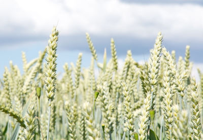 Close-up of crops growing on field against sky