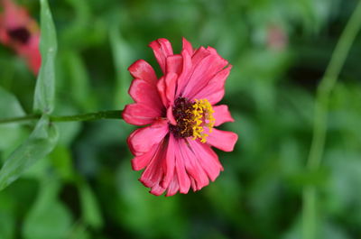 Close-up of pink flower