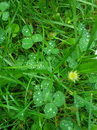 Macro shot of water drops on leaf