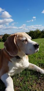 Dog looking away on field