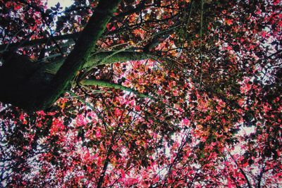 Low angle view of flowering tree during autumn