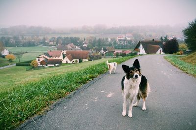 Curious dog on street in foggy weather