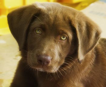 Close-up portrait of dog