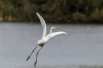 White bird flying